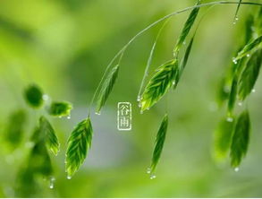 谷雨霜