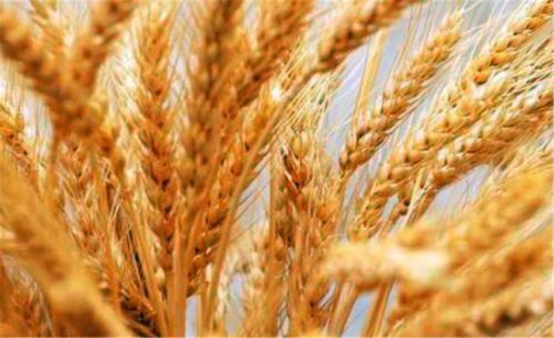小麦是何时传入中国的 有什么依据吗