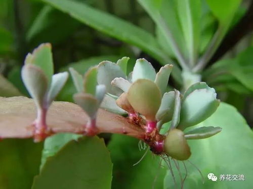 花友对室内绿植的叶插繁殖实验,家里摆满了幼苗 