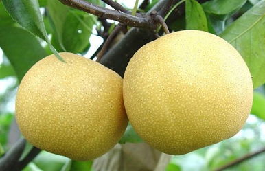 最贵最甜是什么梨品种,最大最甜的梨子树品种？