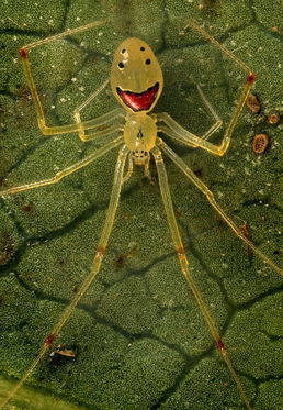 夏威夷奇特蜘蛛腹部图案形如人类笑脸 