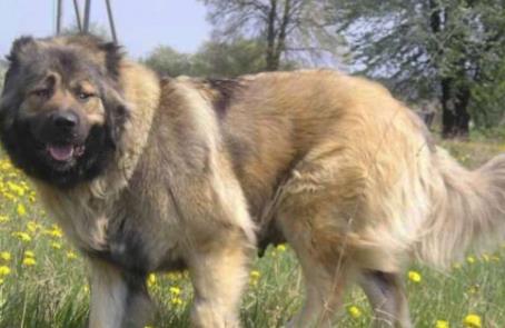 猛犬可以活多久,十种最长寿的猛犬 成年 