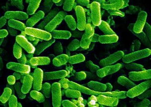 大肠杆菌为什么被称为超级细菌