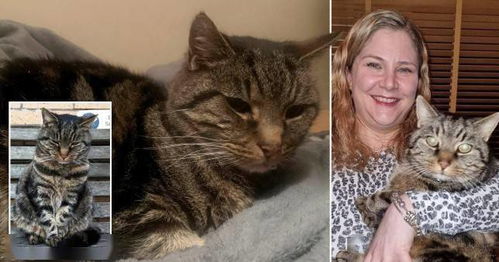 猫咪失踪11年后与主人团聚 已经14岁高龄