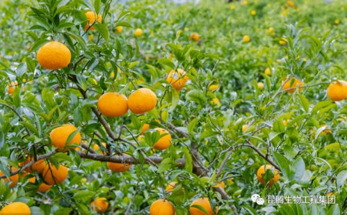 沃柑种植几年结果 掌握六点种出来的果实又大又甜