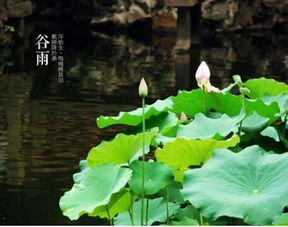 关于谷雨采茶的诗句