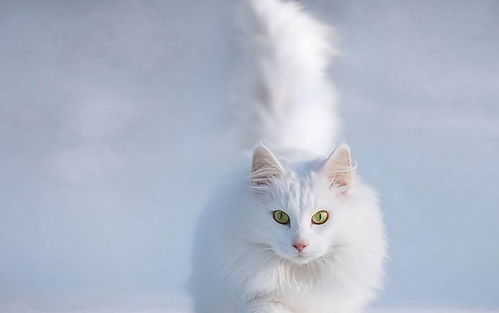 白色中华田园猫,白色中华田园猫多少钱一只