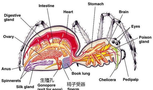 蜘蛛的血为什么是蓝色的 它和史前活化石鲎有什么关系