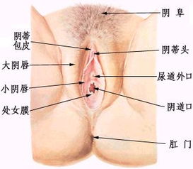 详解健康女性阴部的真实模样 多图