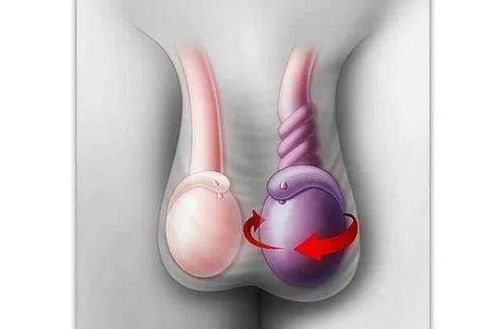 科普：睾丸结构图解－睾丸图片