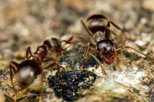 家里有蚂蚁是什么征兆,大量白蚁在这个季节突然出现，是什么征兆吗？