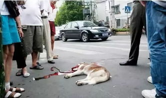 司机停车买水,回来一看狗子躺在车前,主人一脚众人啼笑皆非