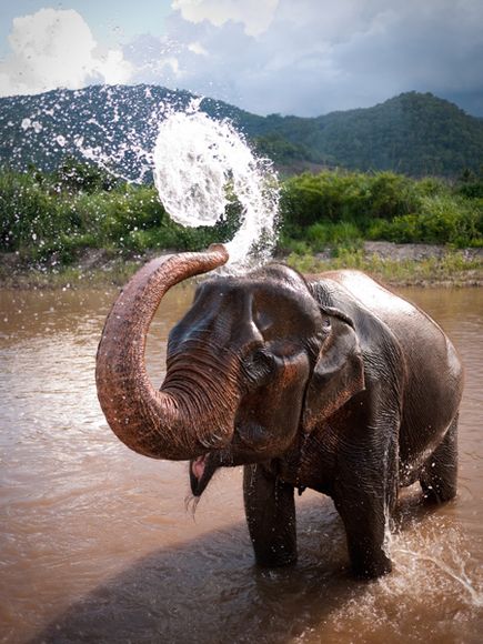 清迈大象自然保护公园位于泰国北部的清迈市,它也是家 国家地理推荐 让人毕生难忘的泰国美景套图 第4张 