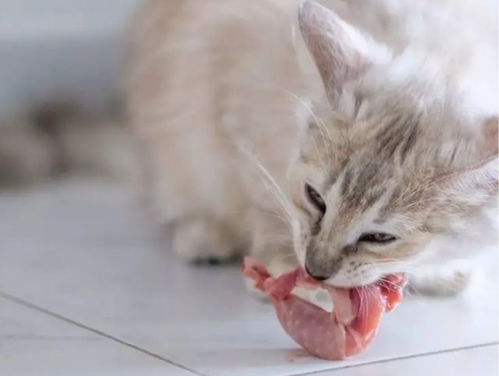 猫咪吃生骨肉有这么多好处,骨头和肉都是精华,赶紧喂起来吧