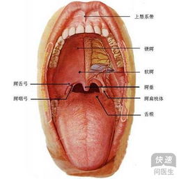 口腔癌一定要早诊断早治疗