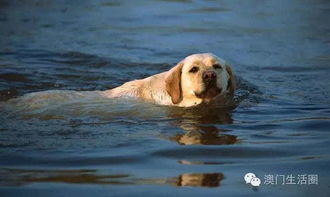 花样作死 男子扔狗下水测试其会否游泳,自己反被淹死
