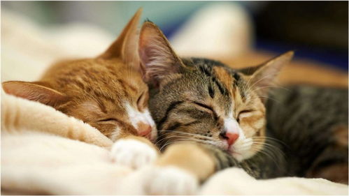 猫咪为什么喜欢跟主人睡呢 可不是喜欢那么简单,答案关于心理学 