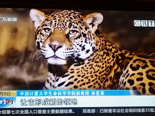杭州第三只豹子行踪己跟踪,追回2只 