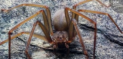 墨西哥发现新品种毒蜘蛛 潜伏在家具和衣服里,会使皮肤溃烂