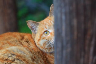 躲猫猫的猫专辑 不会爬树的鱼 