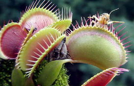 盘点植物 杀人魔 杀人过程 瓢虫身陷茅膏菜 图 1 科学探索 光明网目前我们所知道的 食肉 植物超过400种,它们的亲缘关系可能甚远