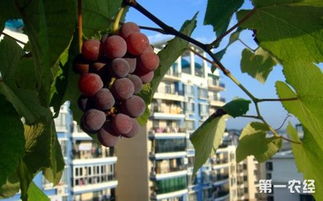 阳台上怎么种葡萄 阳台盆栽葡萄方法与技巧