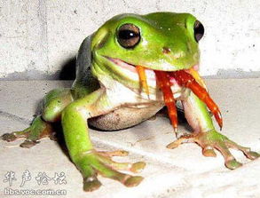 青蛙吃啥
