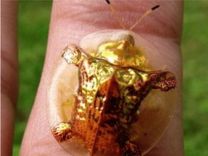 世界上最贵的黄金龟？
