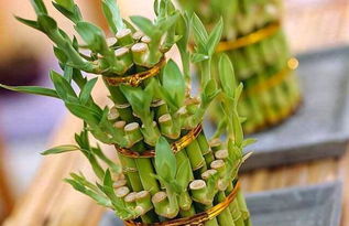 富贵竹吸收二氧化碳吗？