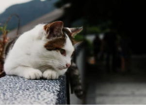 爱猫人士最爱去的四座城市,猫咪干净可爱数量还多,中国也有一座