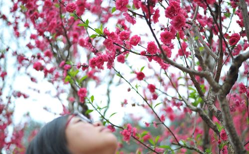 阳春三月桃花开,桃花运也跟着暴涨的三生肖,爱情来了躲也躲不掉