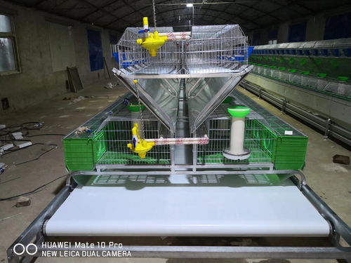 肉兔笼 福建新型肉兔笼规格 绿创养兔设备 商虎 