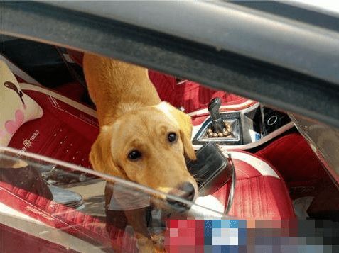女司机带宠物狗开车,车内失控导致车祸,民警 不得将狗放在副驾驶