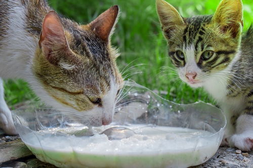 猫吐绿色水是怎么回事 