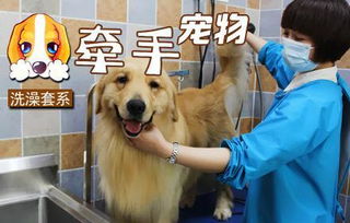 在宠物店帮狗洗澡多少钱 