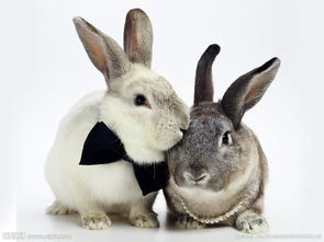 2023年女属兔结婚吉日一览表图片