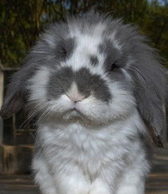垂耳兔可以长多长（兔子讨厌主人的十种表现）