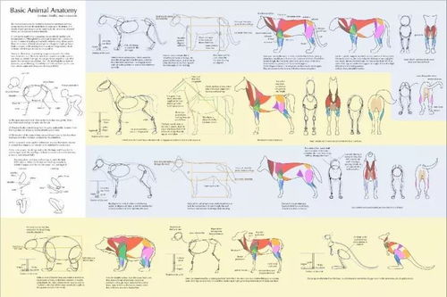 形体结构的基础教程 动物的结构画法