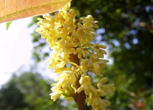 桂花飘香馥郁如你寓意