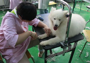 学习宠物美容师没有年龄限制