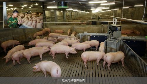 海归人才投身养猪行业,广东德兴加快推动三产融合发展