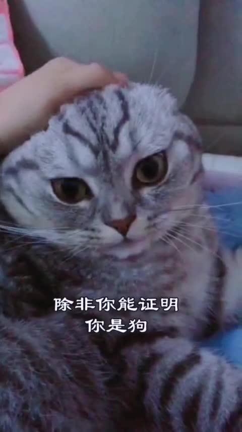 为了生存,猫都变成狗了 