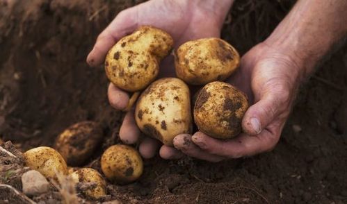 毛薯的种植技术分享,高产东京薯的种植方法