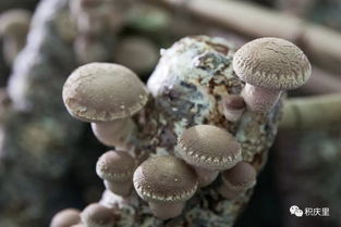 世界第一大菇 世界第一大食用菌是什么