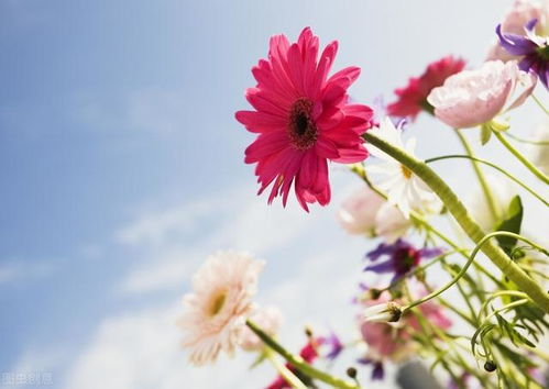 梦见别人手中拿花(梦见别人手里拿着一束花)