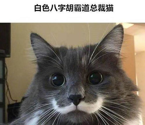 喵界中那些长相千奇百怪的猫,简直酷到没朋友,哪只是你的最爱