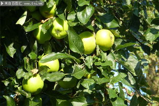 苹果树绿苹果图片