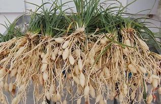 麦冬种子怎么种植方法