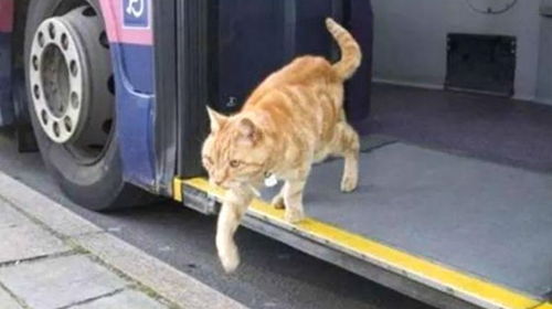 一只猫咪每天独自坐公交,司机都会等它,原因让人感动 