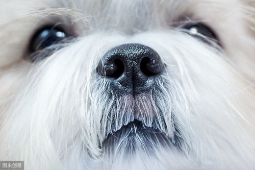 辟谣 犬瘟是狗狗最难预防的传染病 细小病毒才是它们最大的敌人